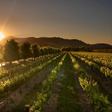Franschhoek