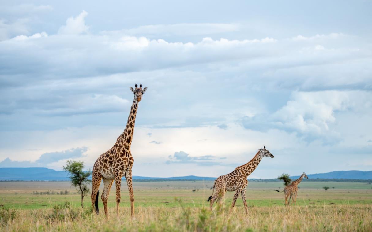 Lodge Tanzania Africa Safari National Park Luxury Singita Serengeti House Wild 9