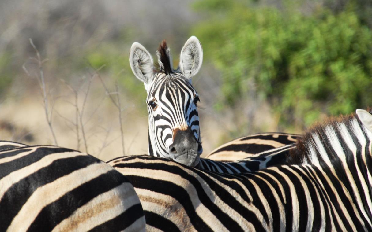 lodge-timbavati-south-africa-pool-safari-game-reserve-makanyi-ani (7).jpg