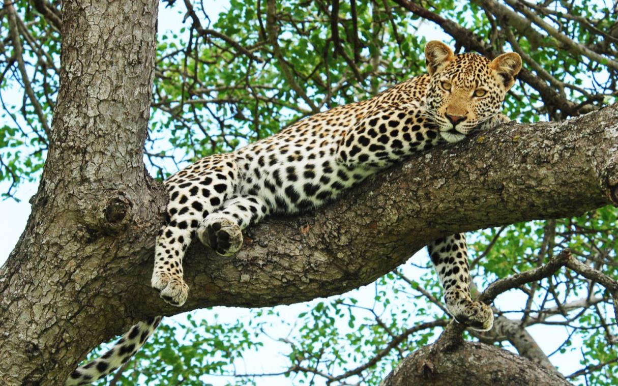 lodge-timbavati-south-africa-pool-safari-game-reserve-makanyi-ani (10).jpg