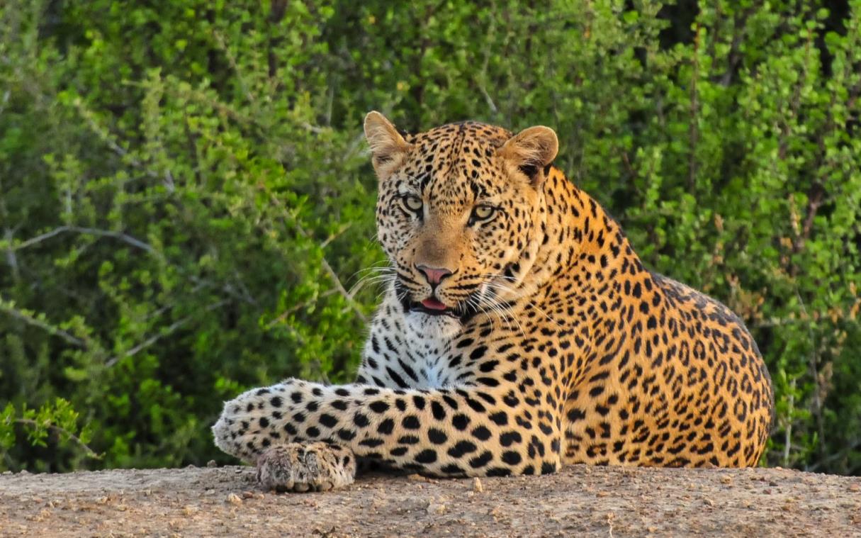 Villa South Africa Kwandwe Game Reserve Luxury Safari Lodge Melton Manor Wild 37
