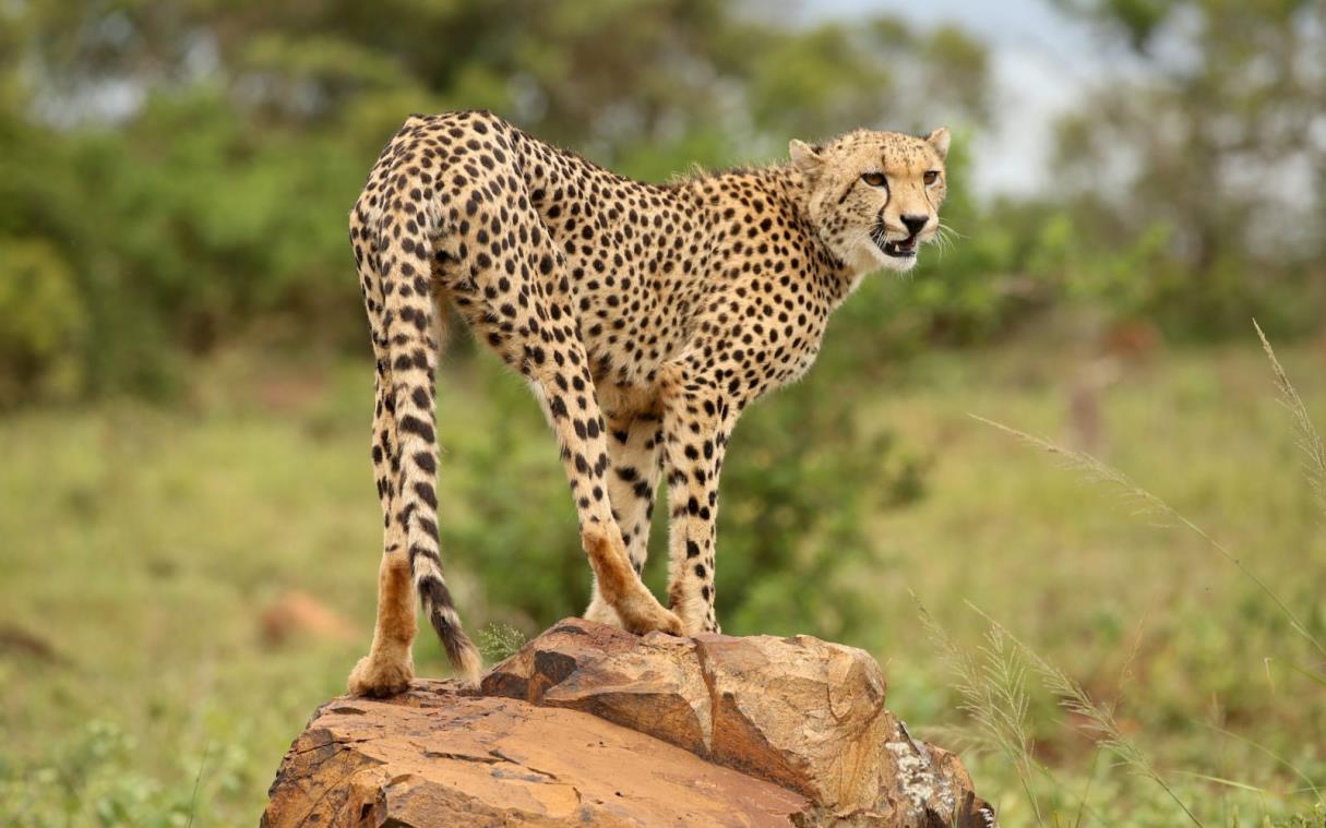lodge-safari-south-africa-private-game-reserve-luxury-phinda-rock-ani (11).jpg
