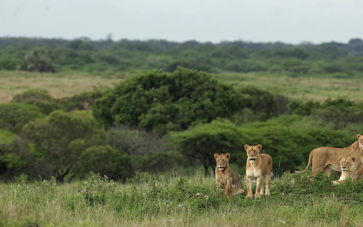 lodge-safari-south-africa-private-game-reserve-luxury-phinda-rock-ani (4).jpg