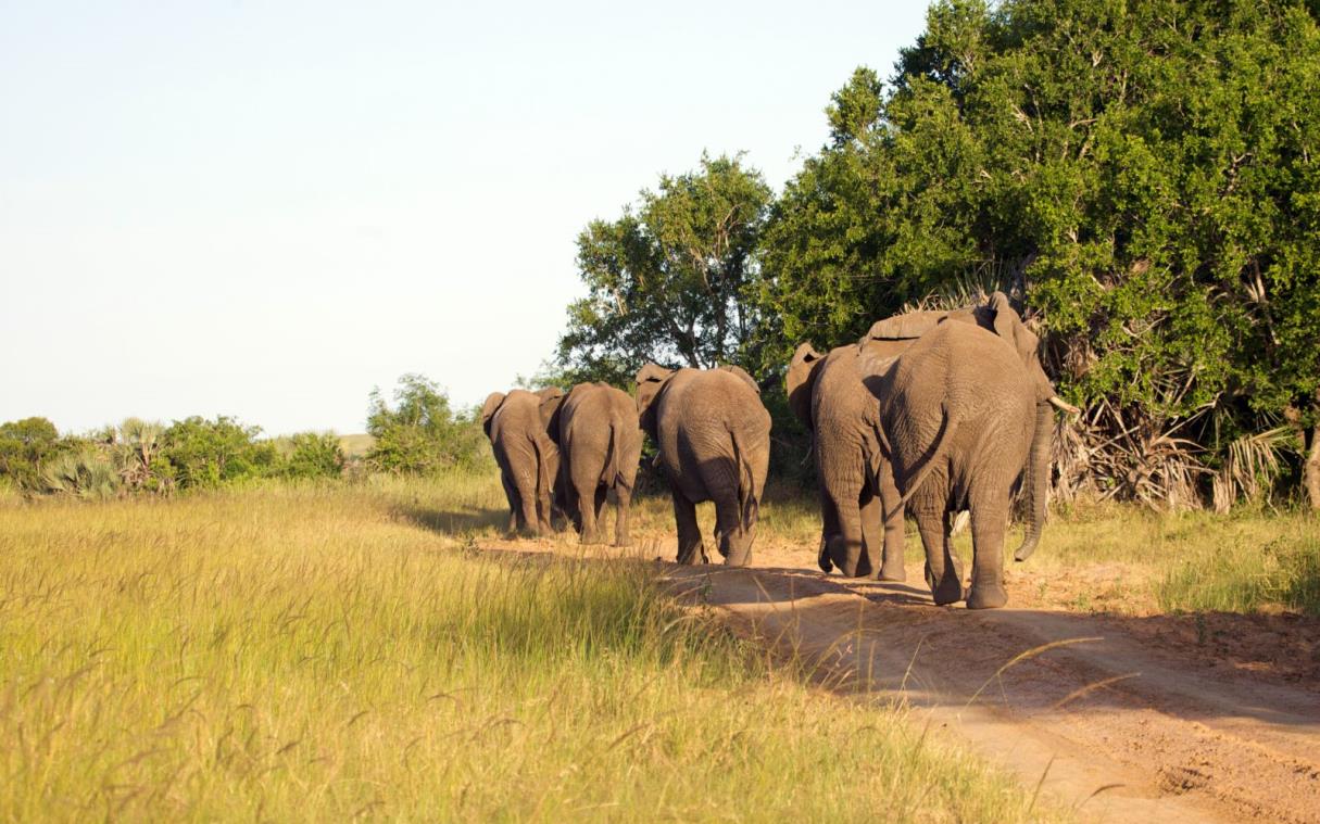 lodge-safari-south-africa-private-game-reserve-luxury-phinda-rock-ani (6).jpg