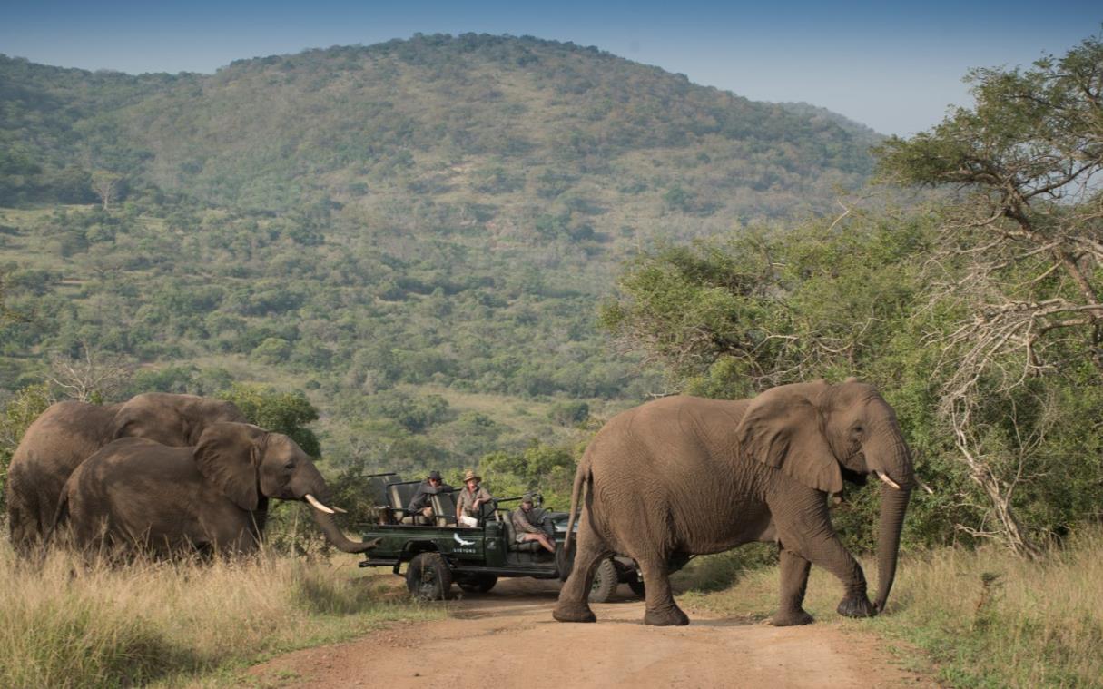 lodge-safari-south-africa-private-game-reserve-luxury-phinda-rock-ani (8).jpg