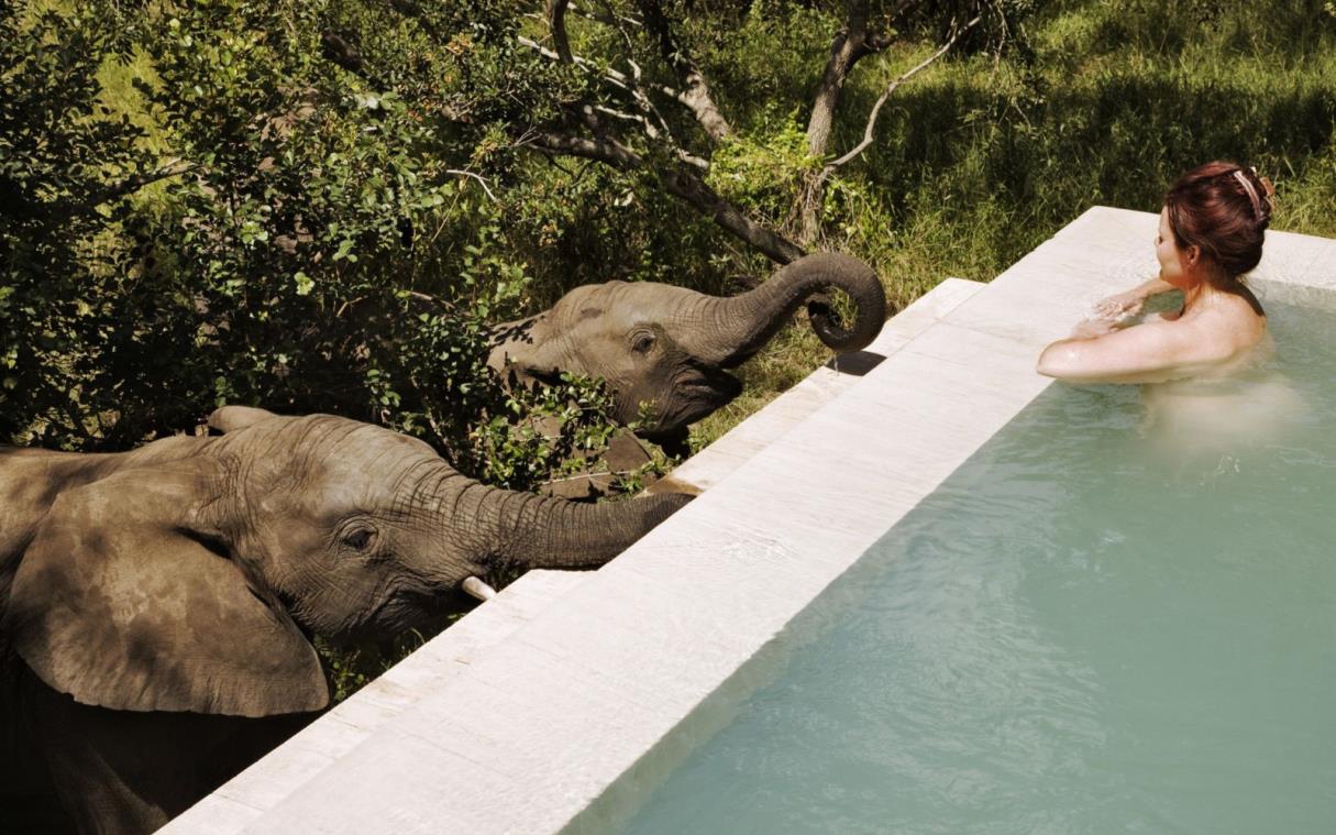 villa-south-africa-safari-luxury-lodge-royal-malewane-poo.jpg